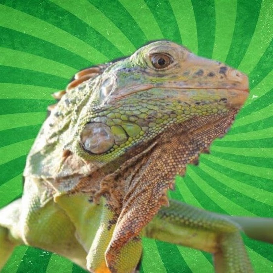 Iguana verde Awatar kanału YouTube