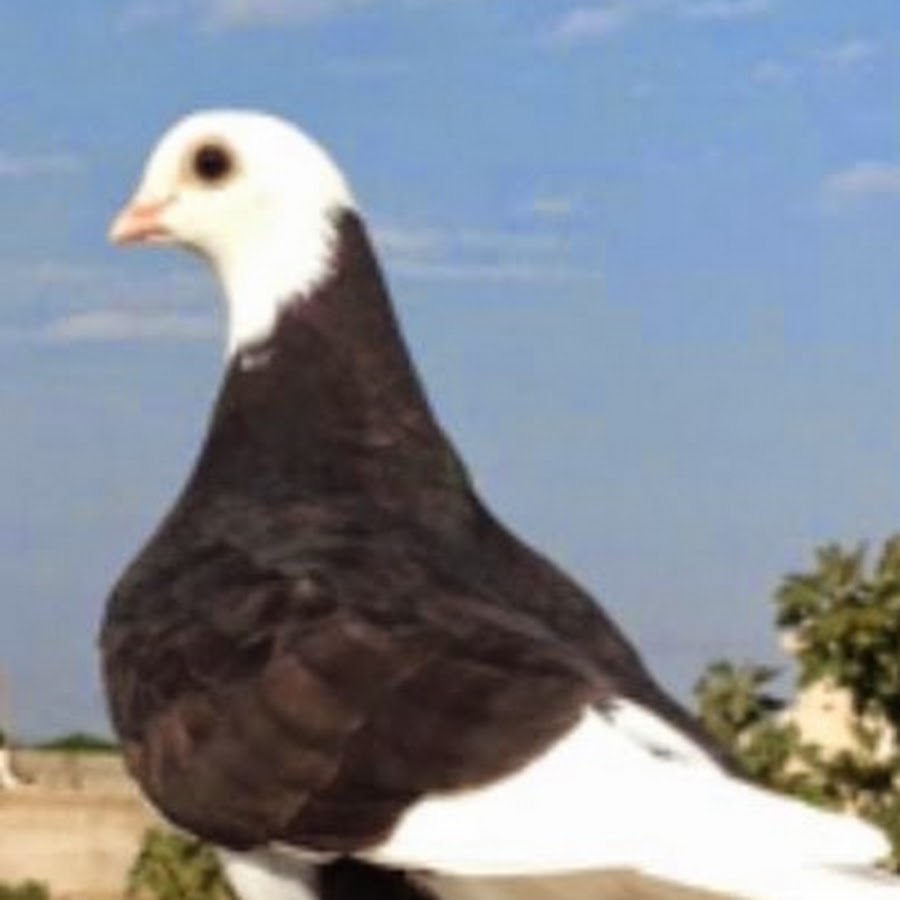 libya pigeons
