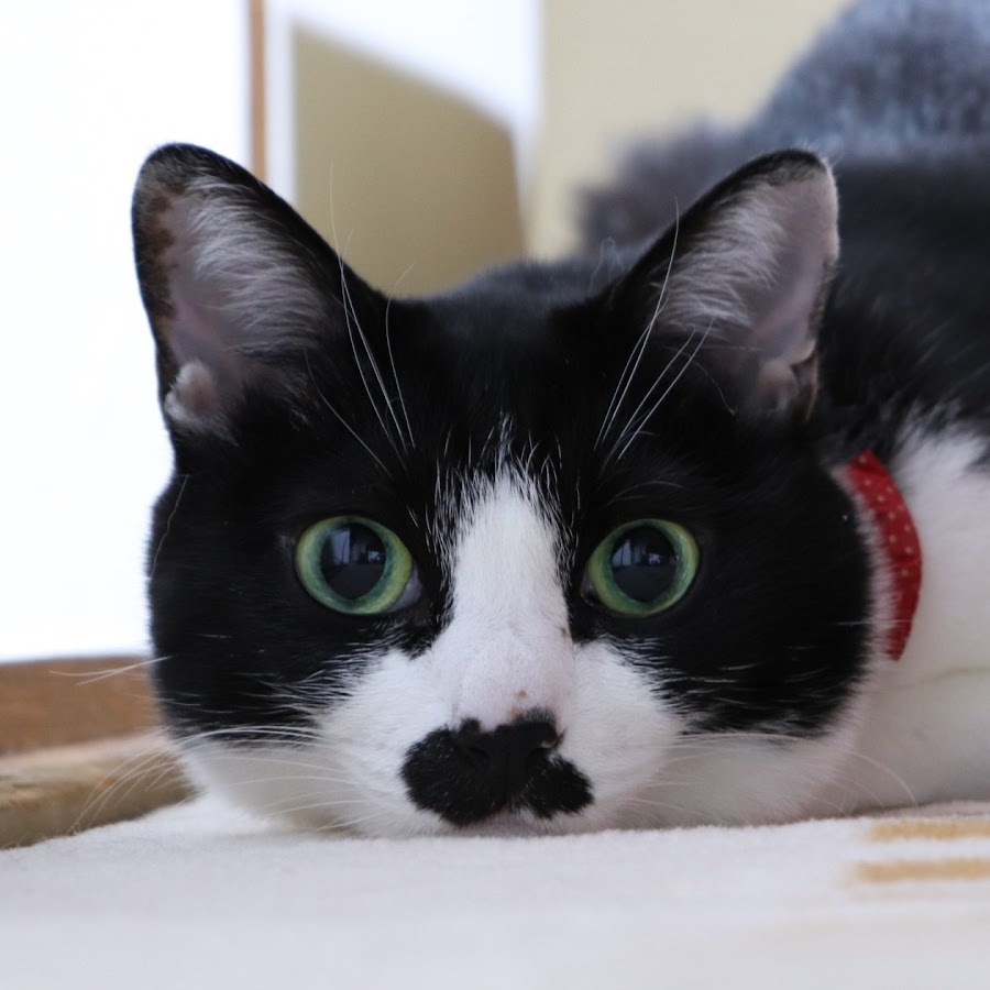 こまちゃんねる 白黒ちょびひげ猫 Youtube