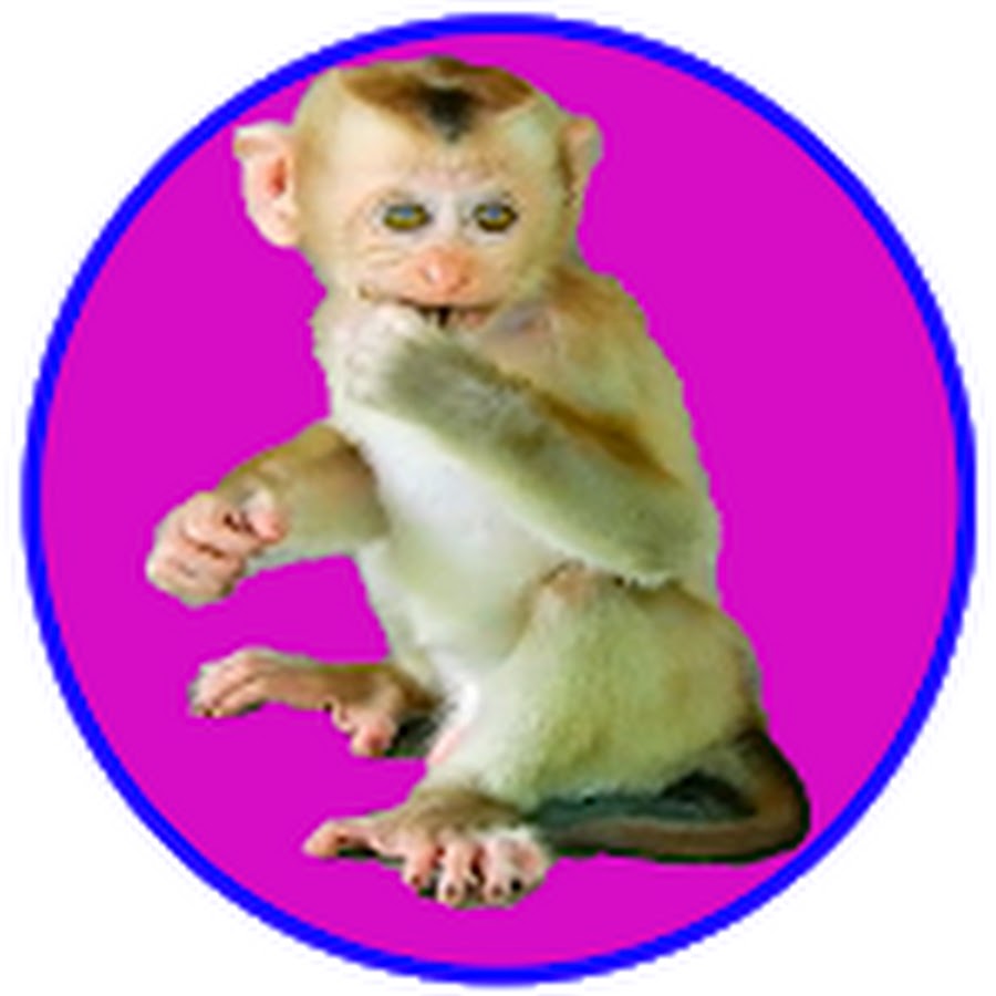 Monkey POPO YouTube channel avatar