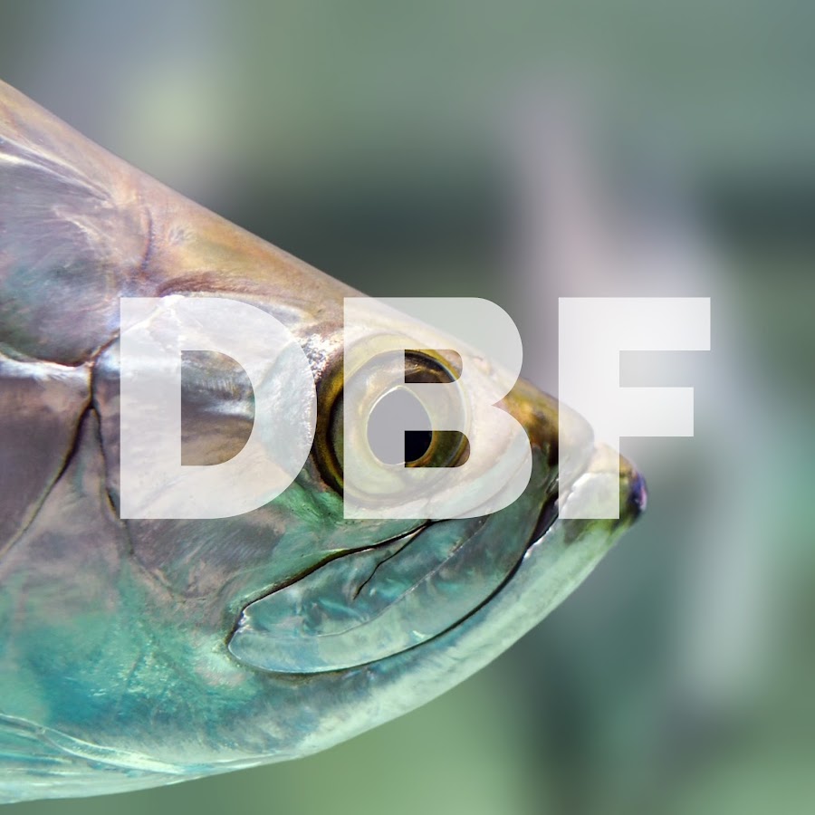 Design Build Fish YouTube-Kanal-Avatar