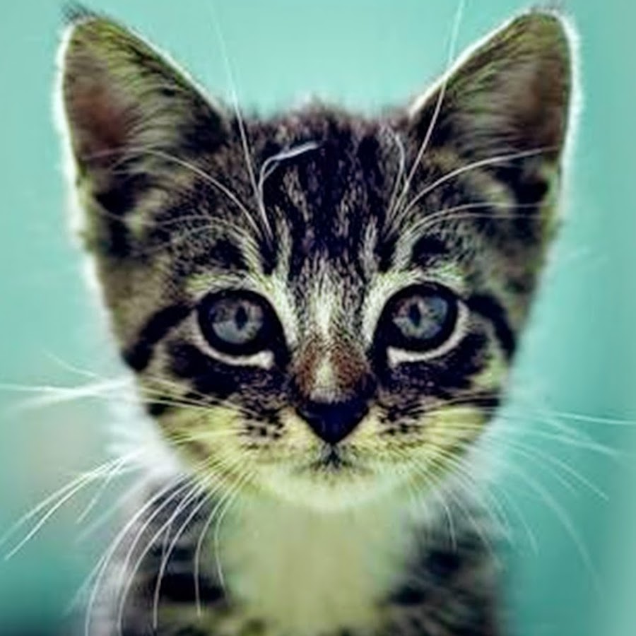 Cats and Kittens Avatar canale YouTube 