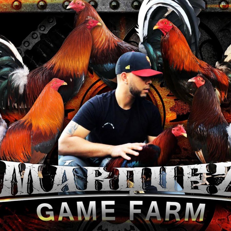 Gulls clarets Farm Avatar del canal de YouTube