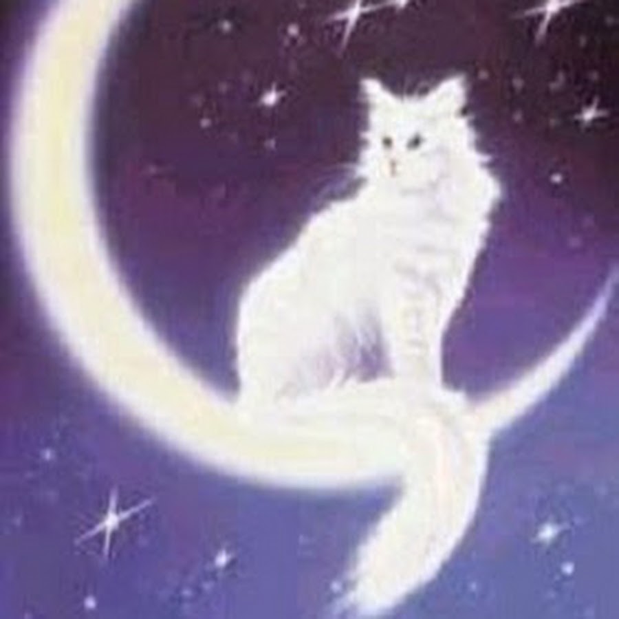 Moon Cat YouTube kanalı avatarı