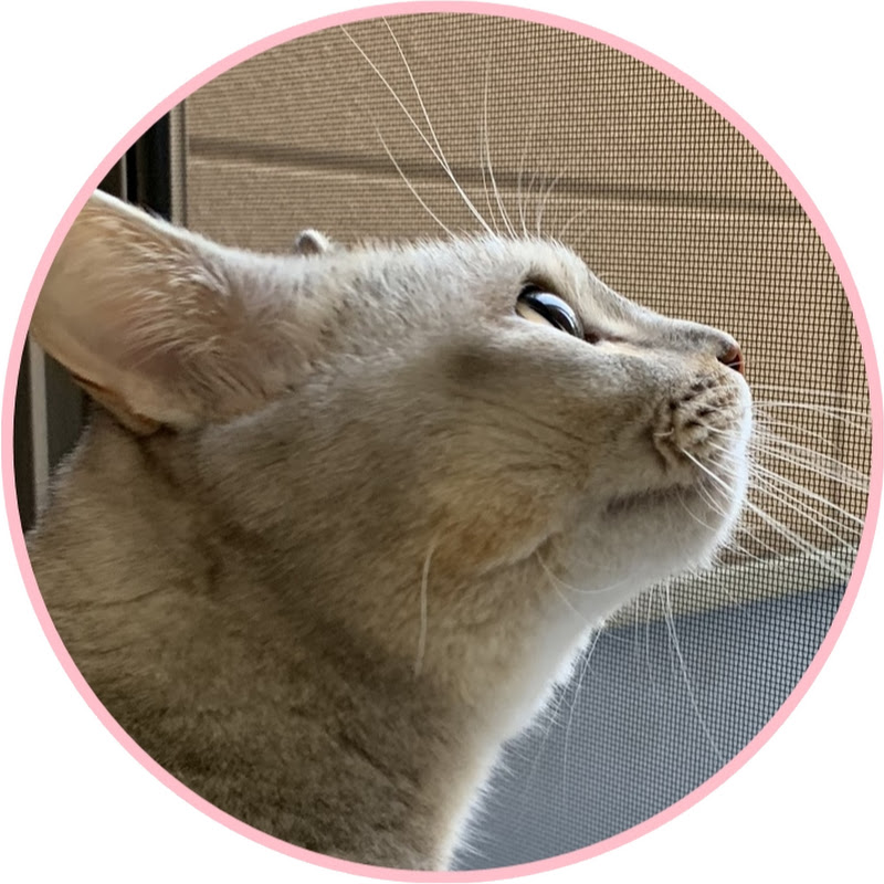 猫姉妹ちゃんねる Cat Sisters Channelの年収や時給など収入情報を大公開 Youtuber ユーチューバー ならtuberチャンネル
