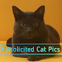 Unsolicited Cat Videos YouTube Profile Photo