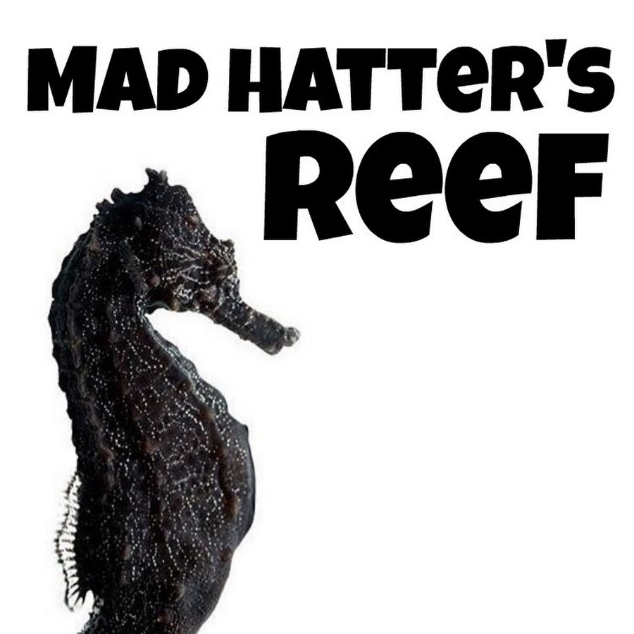 Mad Hatter's Reef YouTube channel avatar