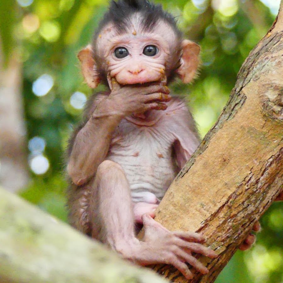 Baby Monkeys Post