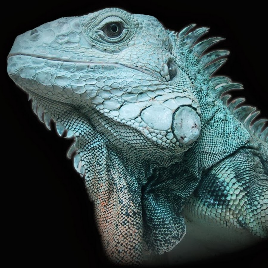 Iguana Maven YouTube channel avatar