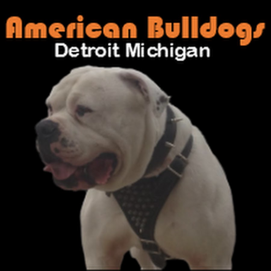 AmericanbulldogsDet YouTube channel avatar
