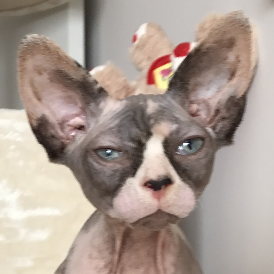 Sphynx Nudie