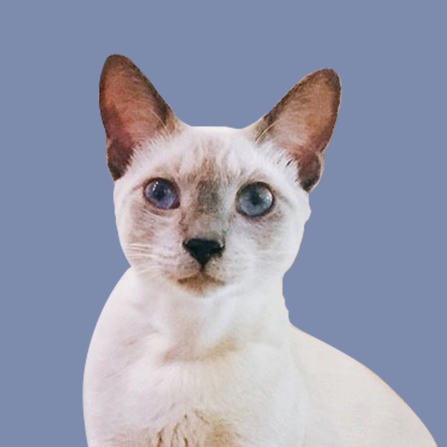 è²“çš„åŸ·äº‹CatButler Avatar de canal de YouTube