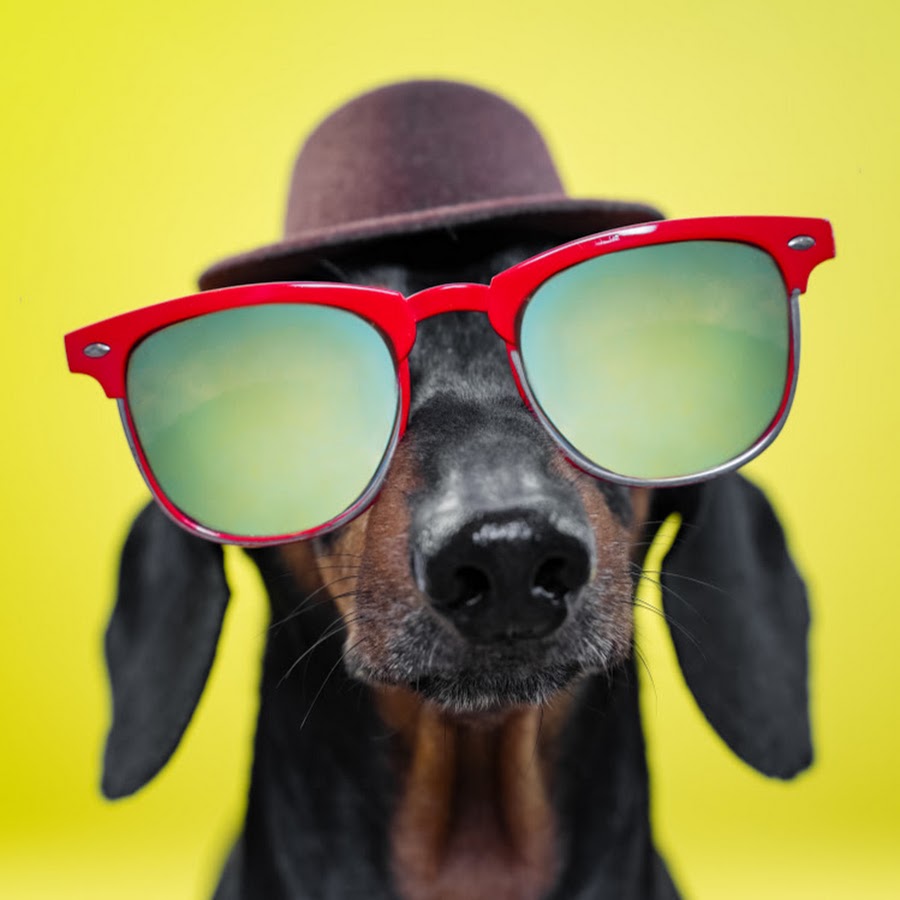 Doxie Din - not just a dachshund YouTube kanalı avatarı