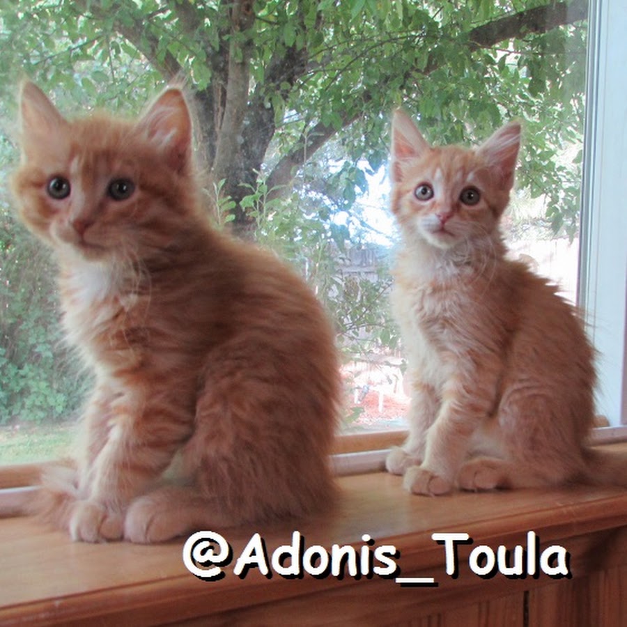Adonis & Toula's Love Story YouTube channel avatar