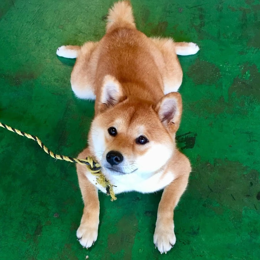 しばいぬくっきーshiba Inu Cookie Youtube