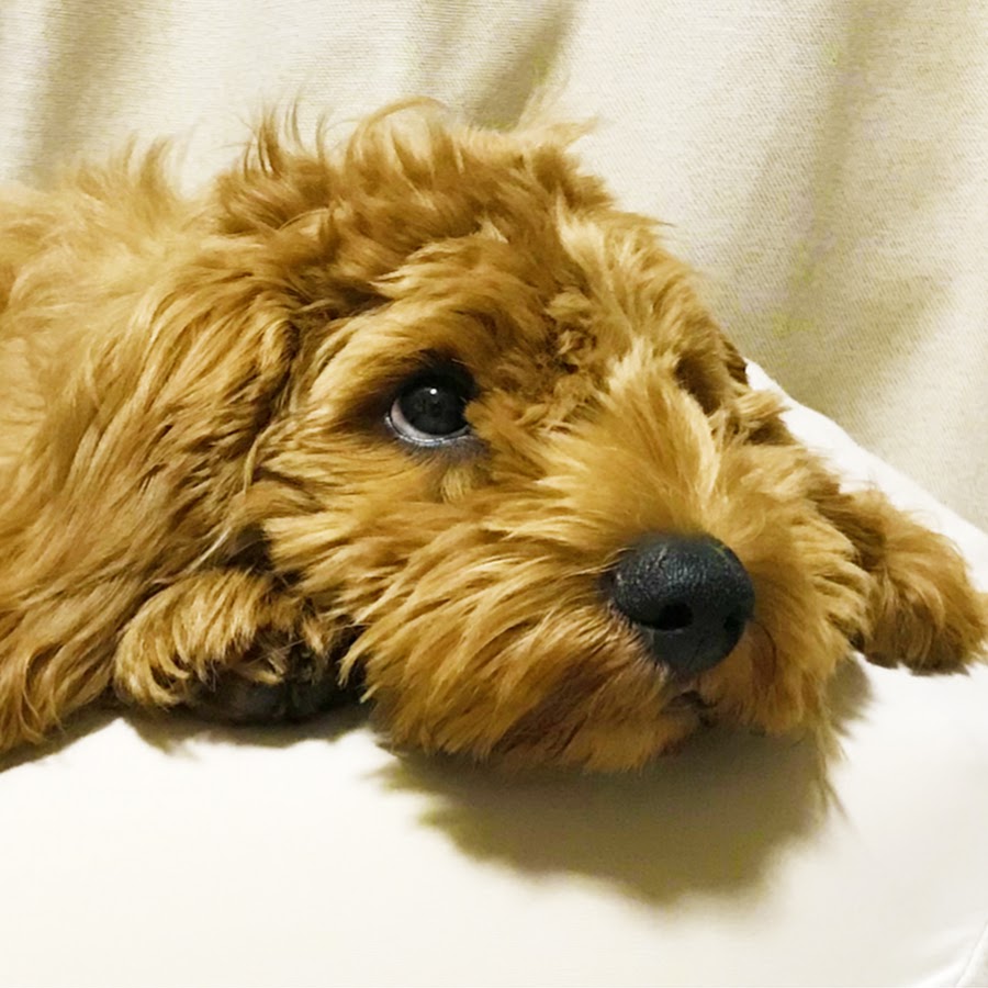 犬初心者とキャバプー ミロの日常チャンネル Youtube