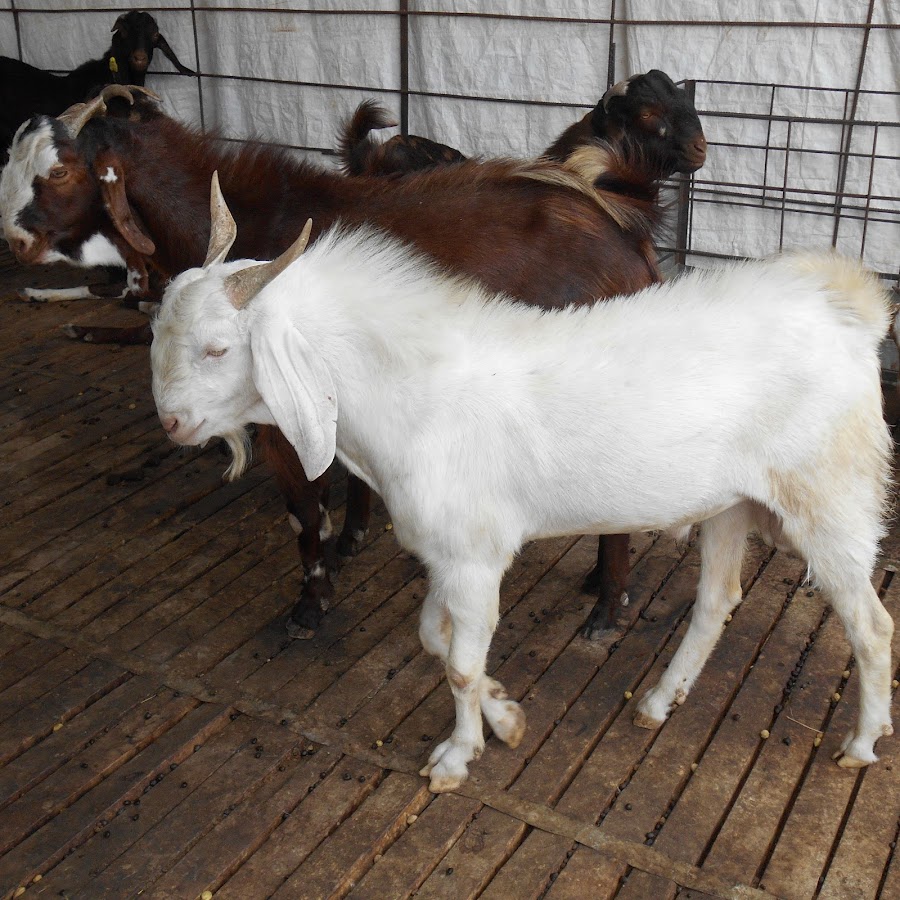 KHANDESH GOAT FARM