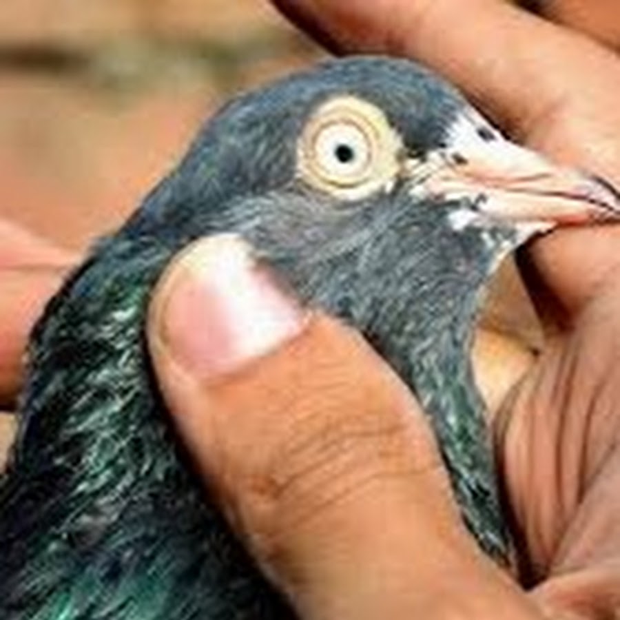 Hashim Mahmood Pigeons Avatar canale YouTube 