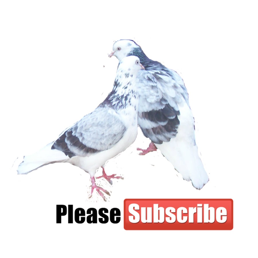 Pigeon Pellumbat YouTube channel avatar