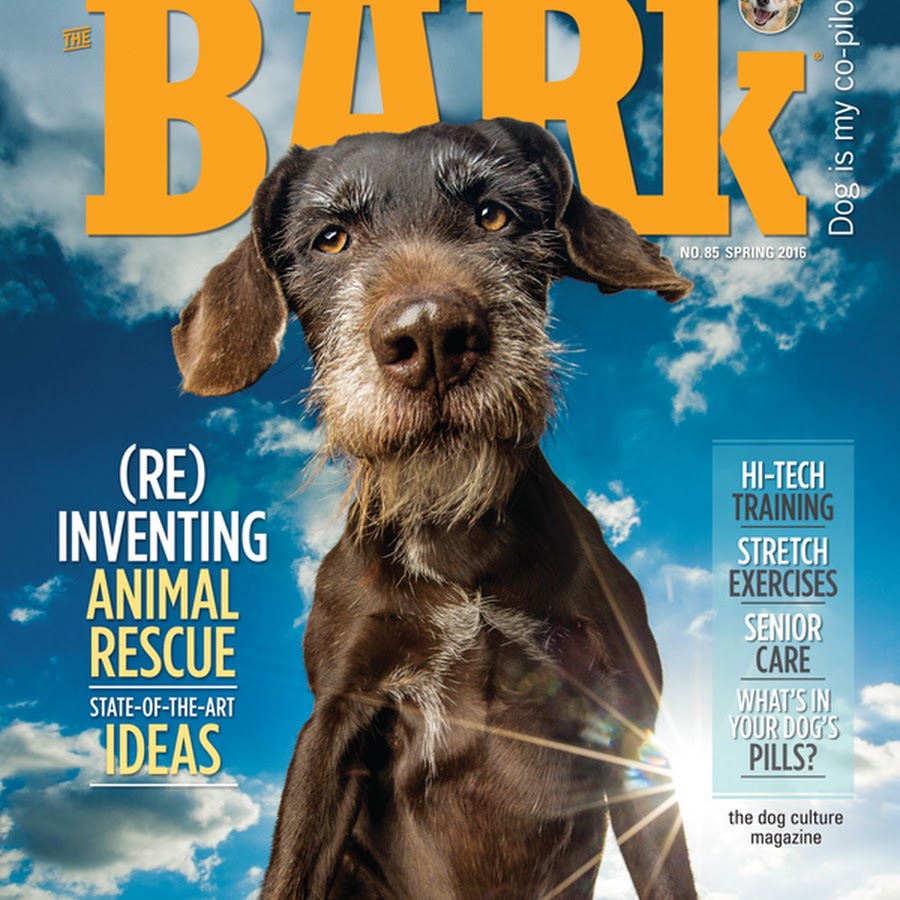 The Bark YouTube 频道头像