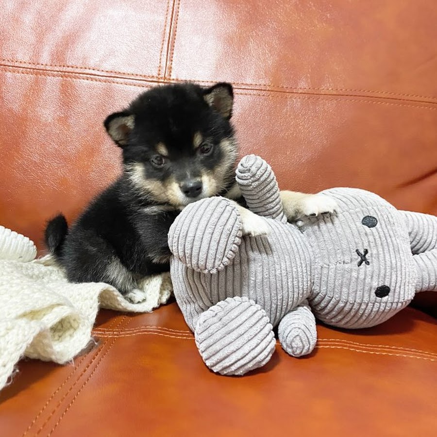 とっても可愛い黒柴の子犬 黒柴子犬のchips