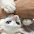 cat빼삐용