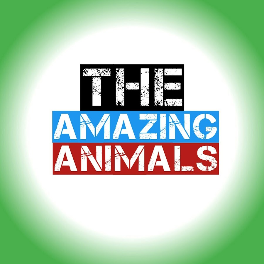 The Amazing Animals