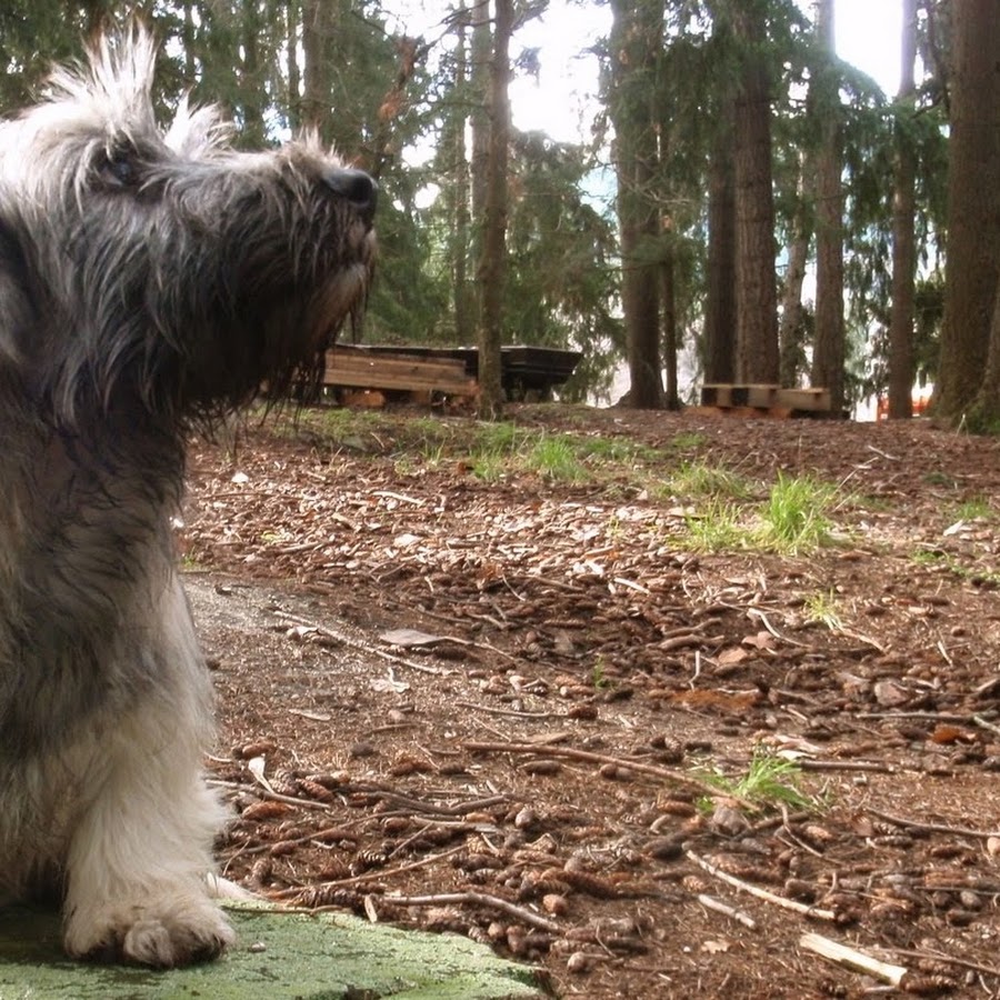 NZskyeterriers