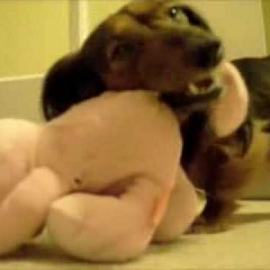 KC the Wiener Dog Awatar kanału YouTube