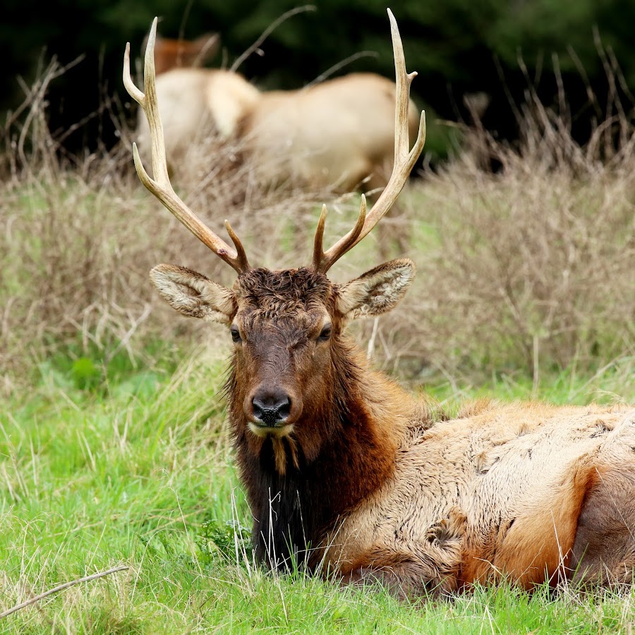 Wildlife Videos for Pets