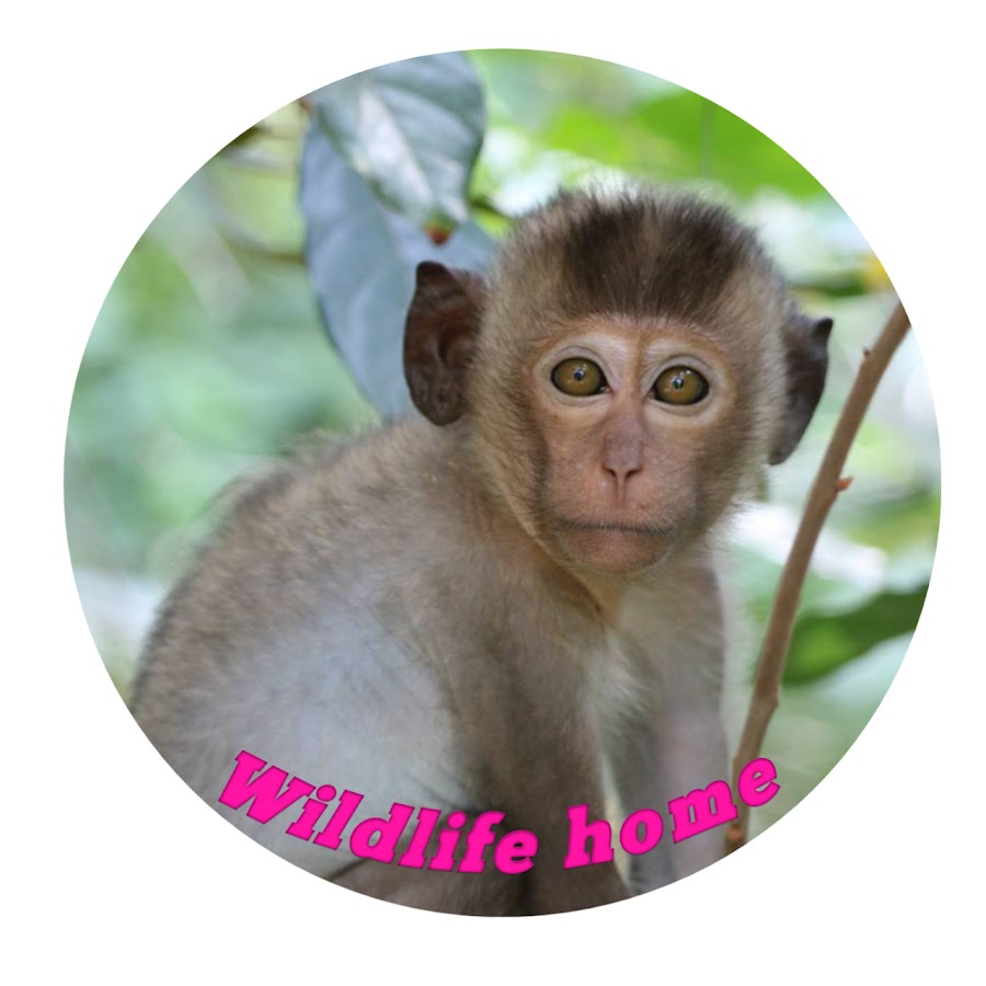 wildlife home YouTube channel avatar