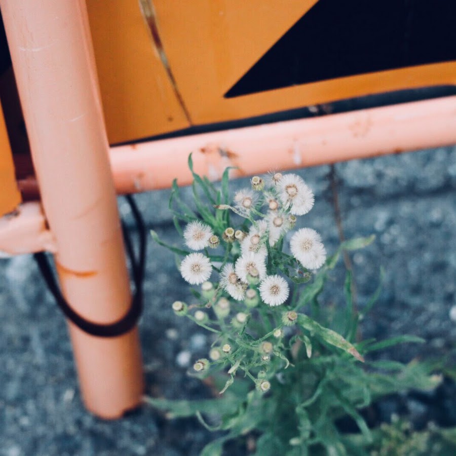 さるたんの動画倉庫 Youtube