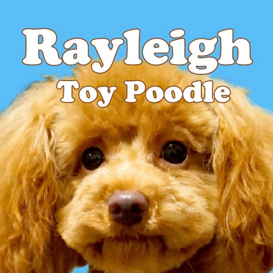 ãƒˆã‚¤ãƒ»ãƒ—ãƒ¼ãƒ‰ãƒ«ã®ãƒ¬ã‚¤ãƒªãƒ¼/Rayleigh Toy Poodle رمز قناة اليوتيوب