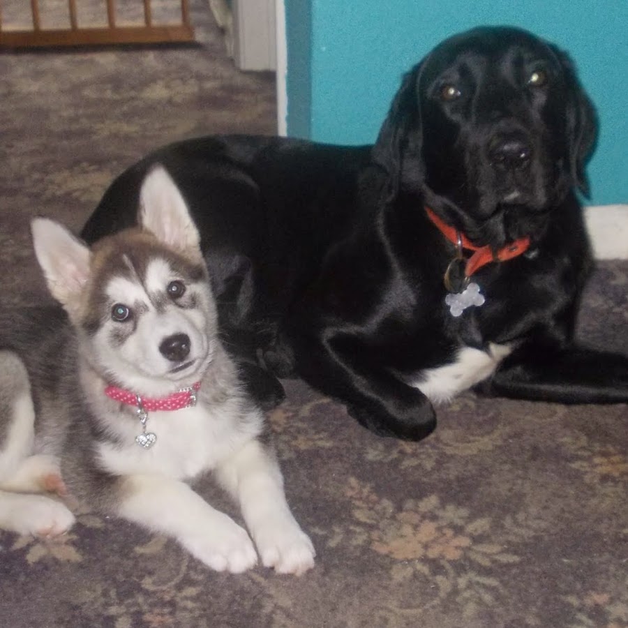 Luna the Siberian Husky and friends YouTube channel avatar