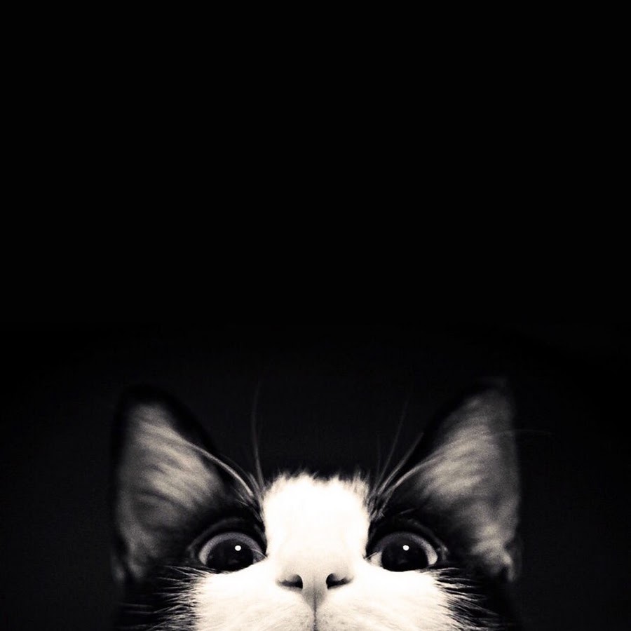 Cat Story YouTube kanalı avatarı