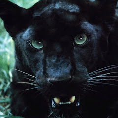 Thumbnail of related channel