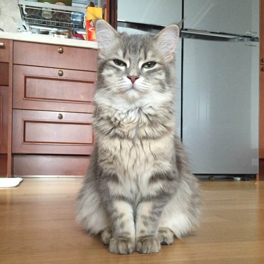 Siberian Cat Mong YouTube channel avatar