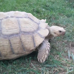 Thumbnail of related channel