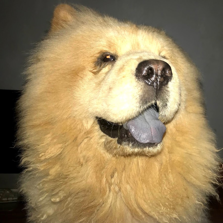 Fuzzy The Chow Chow