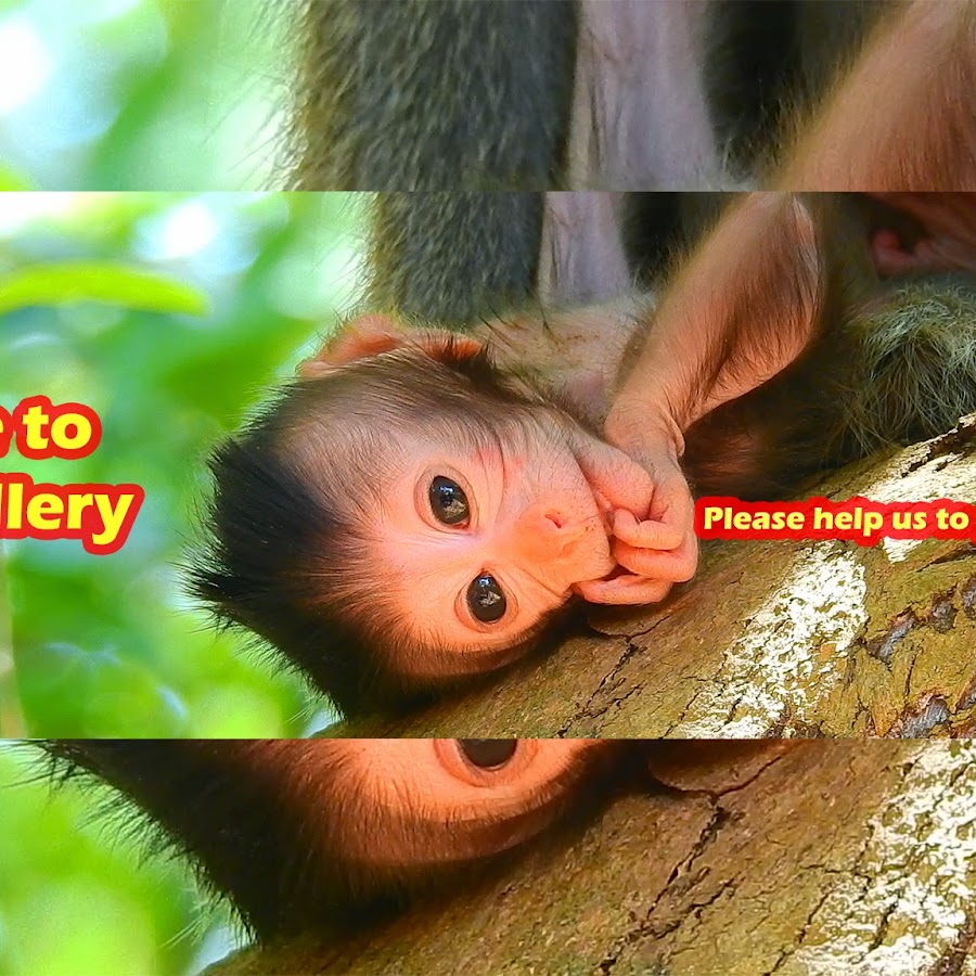 animal gallery YouTube channel avatar