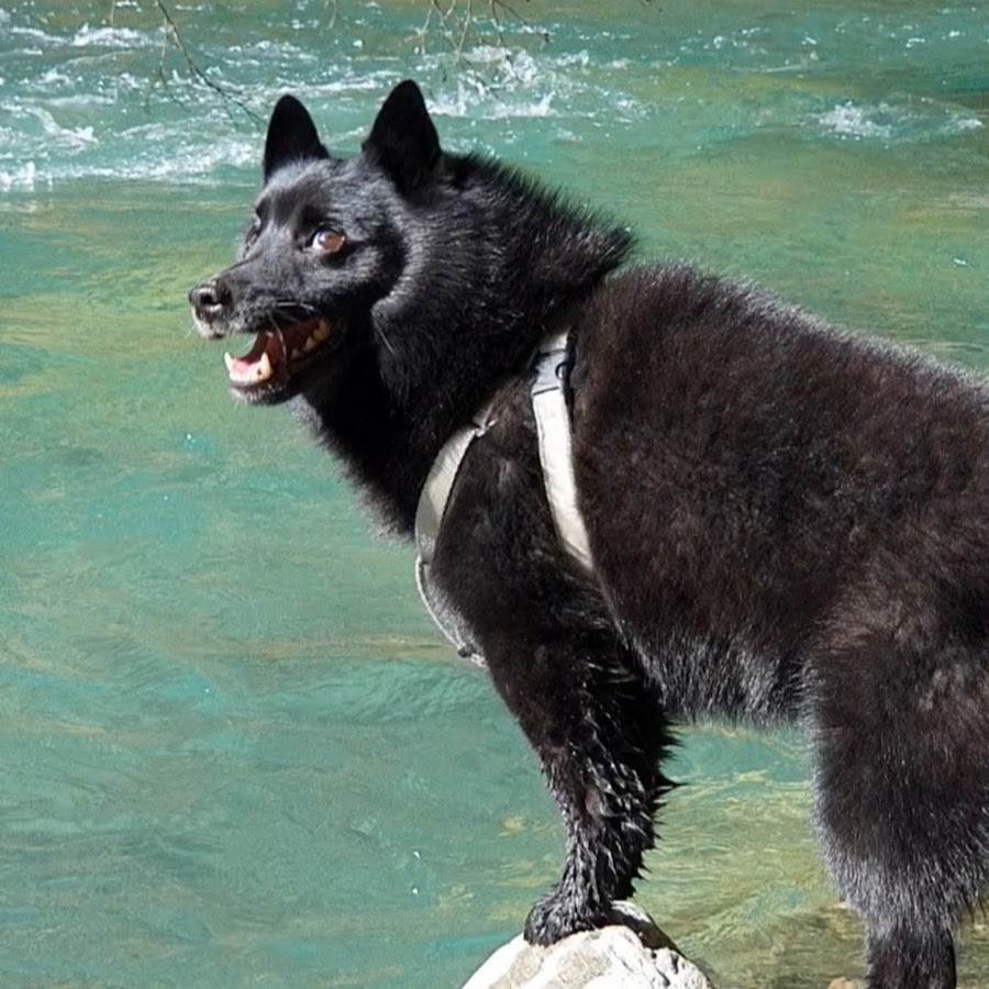 Balto the Schipperke