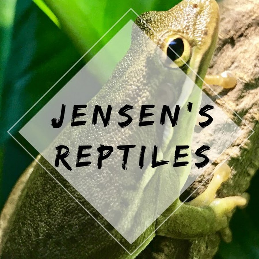 Jensen's Reptiles