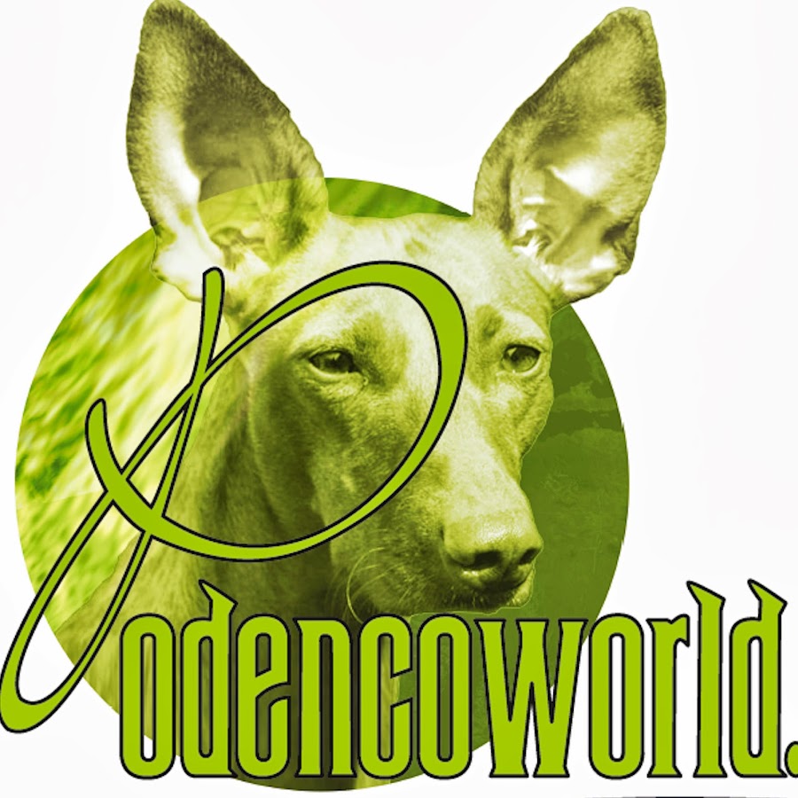 podencoworld YouTube channel avatar