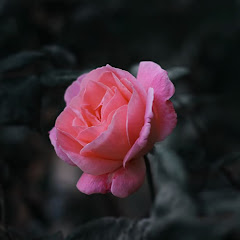 Thumbnail of related channel