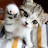 냥이