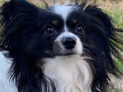 中野 和 250421-中野和华野的区别