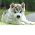 【人気ダウンロード！】 犬 花火 712269-犬 花火 怖い