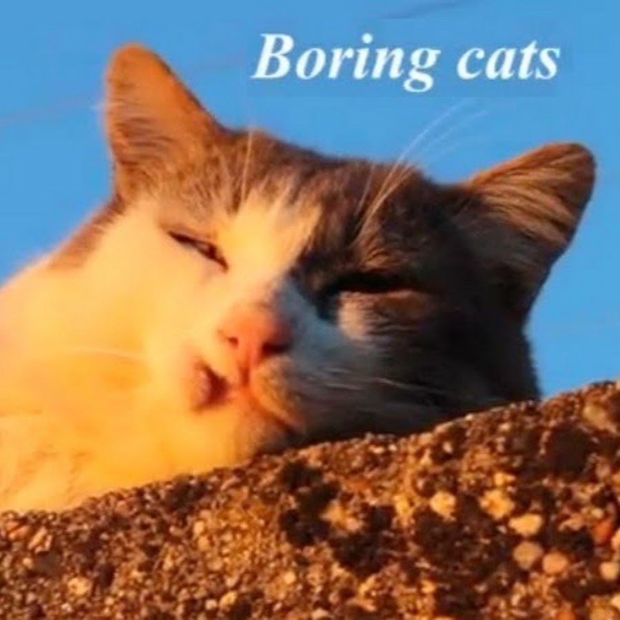 Boring Cats YouTube channel avatar