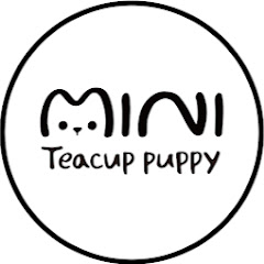 mini teacup puppy