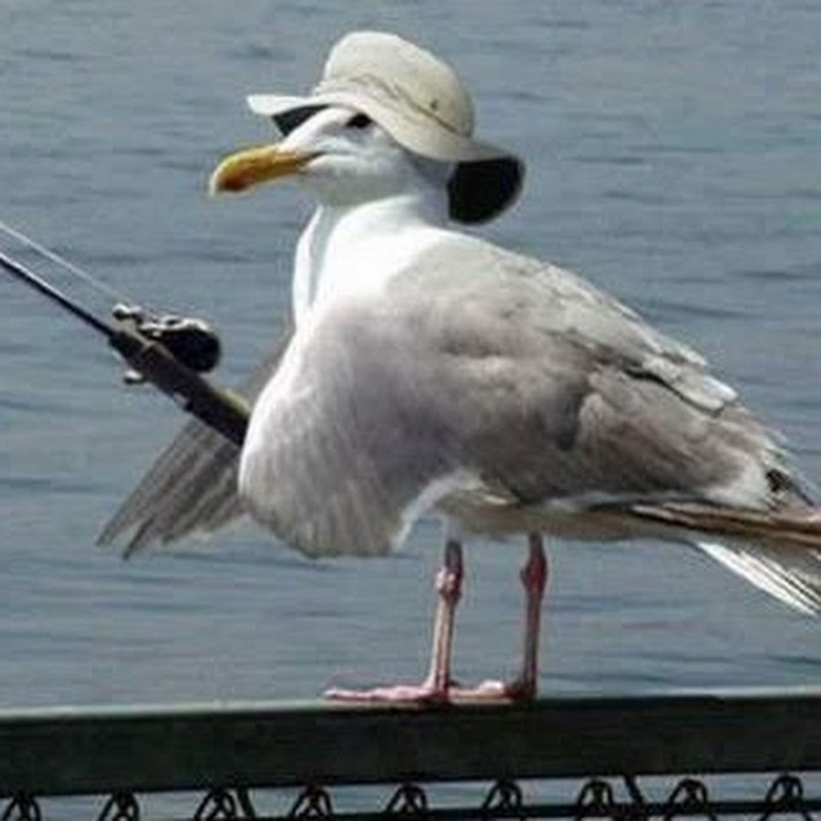 Vitor Seagull